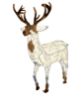 Picture of Hybrid Reindeer Stag